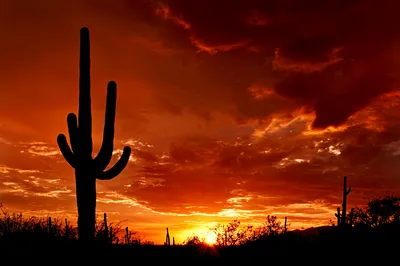 Saguaro National Park East E-Bike Tour in Tucson