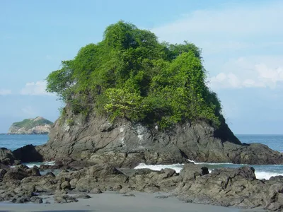 Manuel Antonio National Park 2-3-Hour Nature Guided Wildlife Walking Tour with Spotting Scope