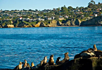 La Jolla Snorkeling Adventure
