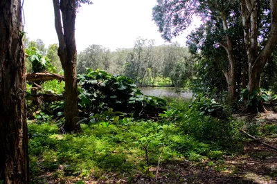 Currumbin Wildlife Sanctuary General Entry Ticket in Gold Coast