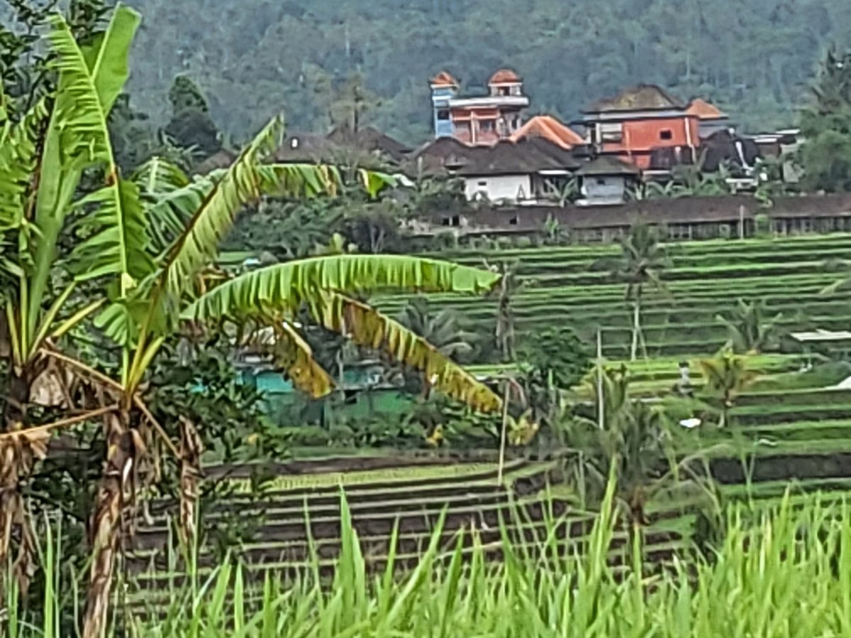 Bali Touren Wayan Pageh