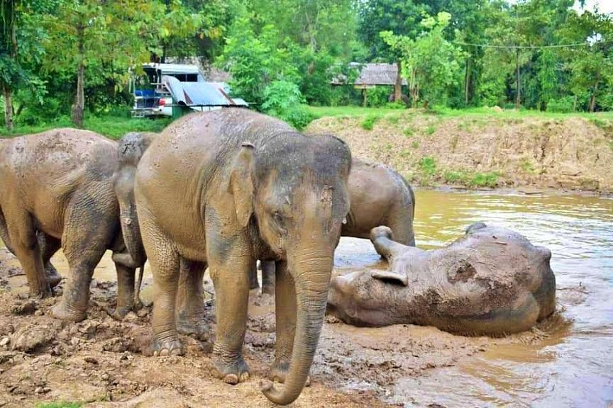 Bangkok Elephant Care Sanctuary