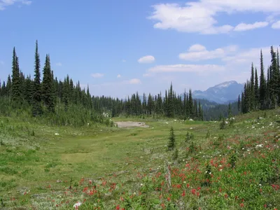Half-Day Whitewater Rafting on the Illecillewaet River in Revelstoke