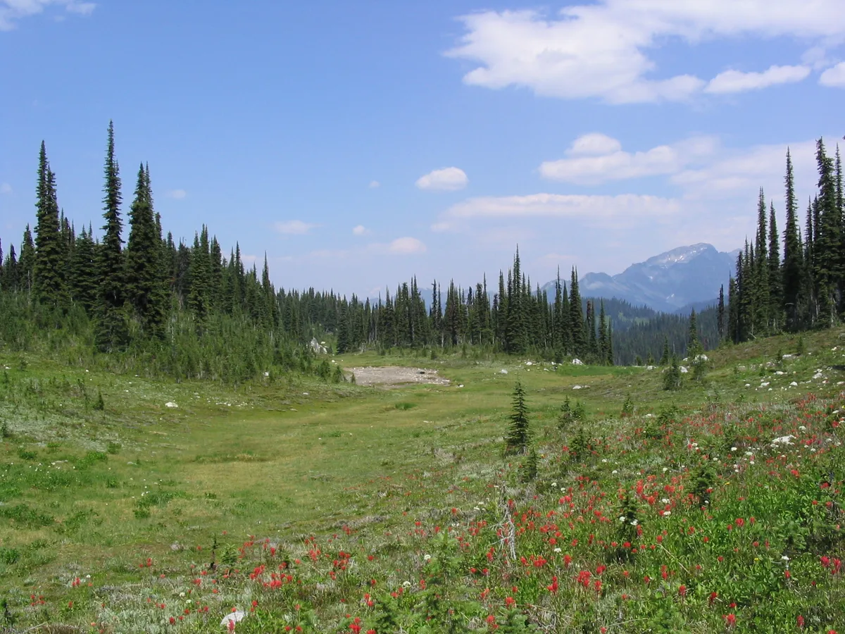 Half-Day Whitewater Rafting on the Illecillewaet River in Revelstoke