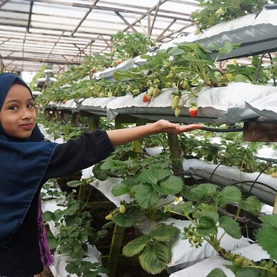 Bharat Tea Plantations Sdn. Bhd.