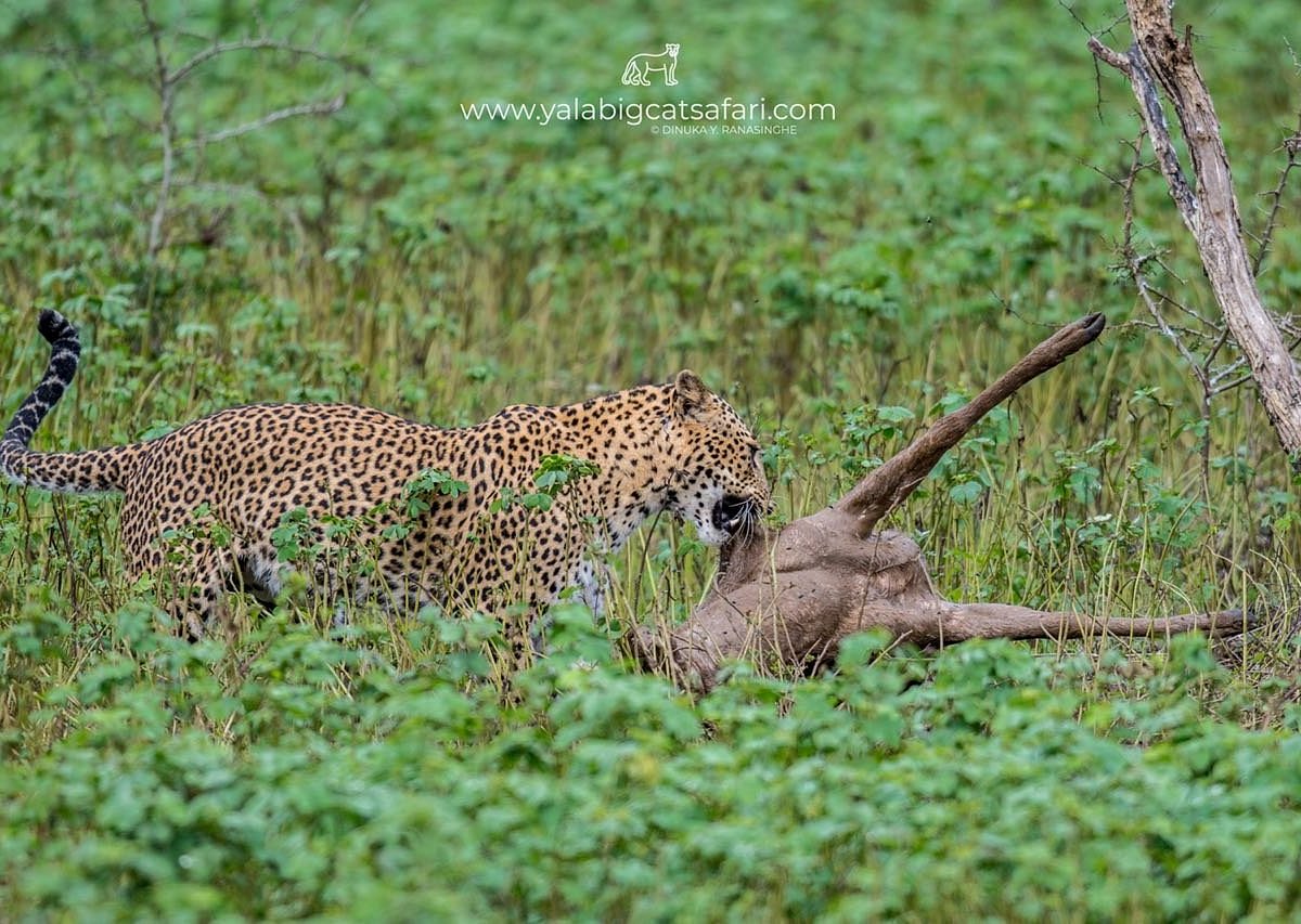 Bigcat Safari Yala