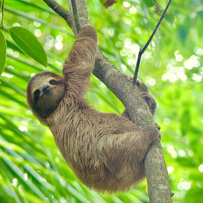 Bocas Biodiversity: Birding & Wildlife Ecotours