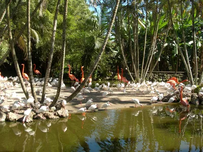 Flamingo Gardens Admission Ticket with Skip-the-Line Entry in Fort Lauderdale