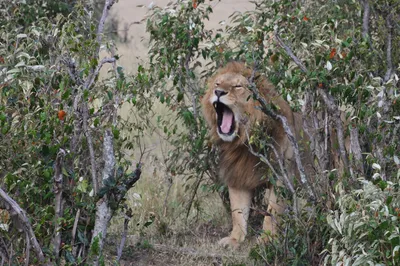 Nairobi National Park Half-Day Safari from Nairobi with Free Pickup