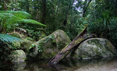 Cape Tribulation Day Tour with Mossman Gorge, Daintree River Cruise and Beach Visit