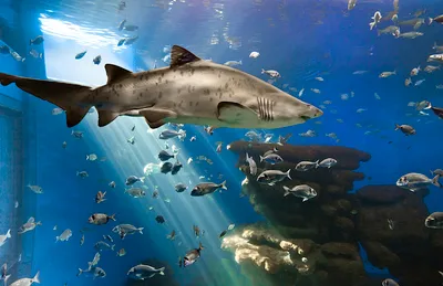 Palma Aquarium Ticket with Fast Entry in Palma de Mallorca