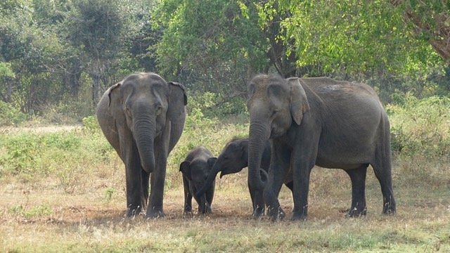 Chauffeur Sri Lanka by Dohansa Lanka Tours