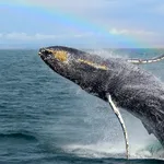 Chris' Fishing Trips & Whale Watching