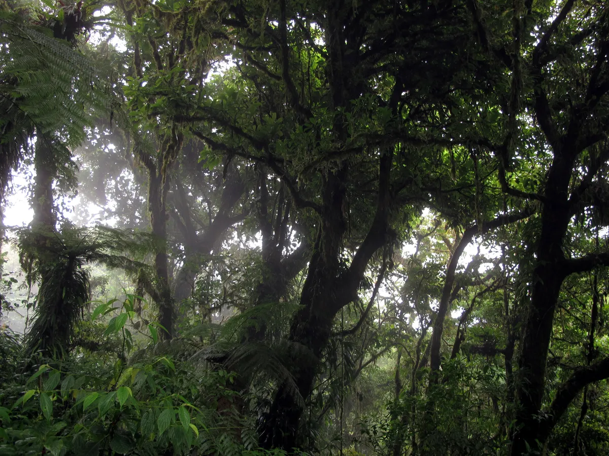Monteverde Cloud Forest Small-Group Guided Nature Tour with Expert Naturalist
