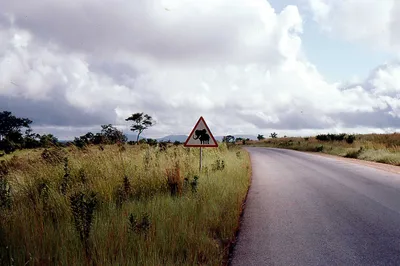 Mikumi National Park 1-Day Fly-In Safari from Zanzibar