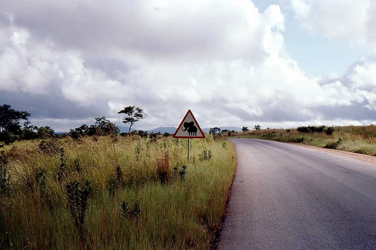 Mikumi National Park 1-Day Fly-In Safari from Zanzibar