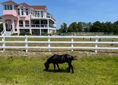 Outer Banks 2-Hour Wild Horse Tour by 4WD Truck