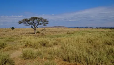Serengeti Balloon Safari with Authentic Bush Breakfast