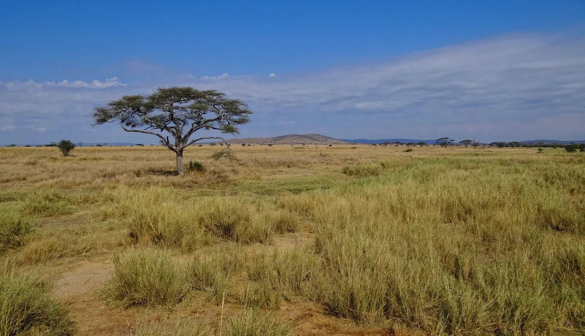Serengeti Balloon Safari with Authentic Bush Breakfast