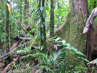 Atherton Tablelands Rainforest Night Wildlife Tour from Cairns