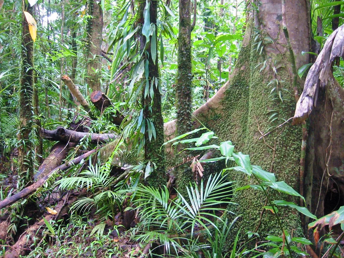 Atherton Tablelands Rainforest Night Wildlife Tour from Cairns