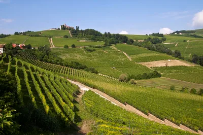 Abellonio Cascina Piccaluga Vineyard Visit and Wine Tasting Cellar Tour