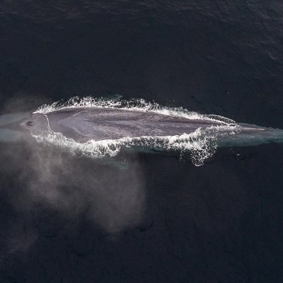 Discovery Whale Watch
