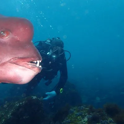 Dive Dream
