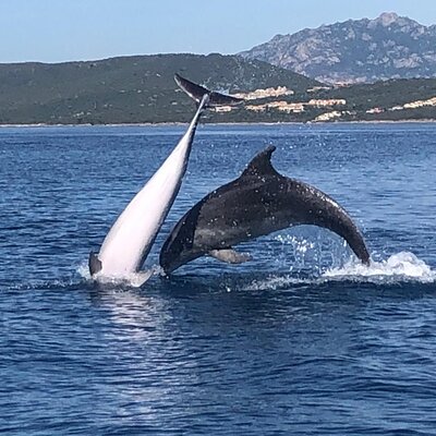 DST- Diving & Snorkelling Team Sardegna
