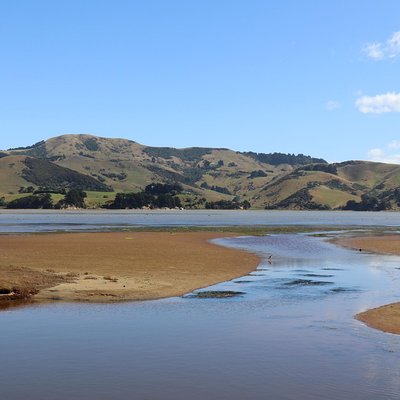 Dunedin City, Wildlife and Scenery Tour