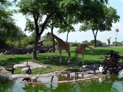 Everglades Day Safari from Ft Lauderdale with Airboat Ride, Wildlife Drive, Boat Cruise, and Lunch