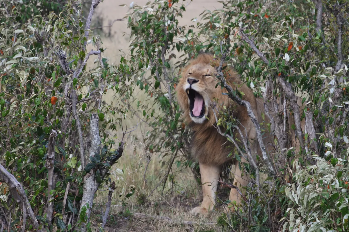 Nairobi National Park Daily Game Drives with Land Cruiser Jeep