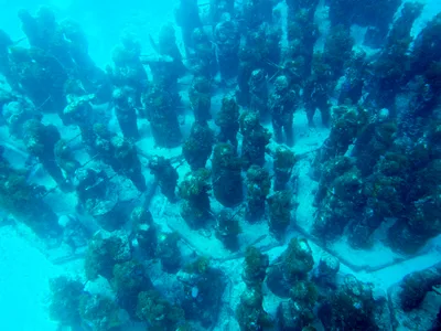 Cancun 2.5-Hour 5-in-1 Snorkeling Tour: Turtles, Reef, Musa, Shipwreck, Cenote
