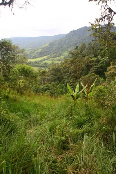 Mindo Cloud Forest Private Tour: Chocolate, Coffee, Birds, Nature