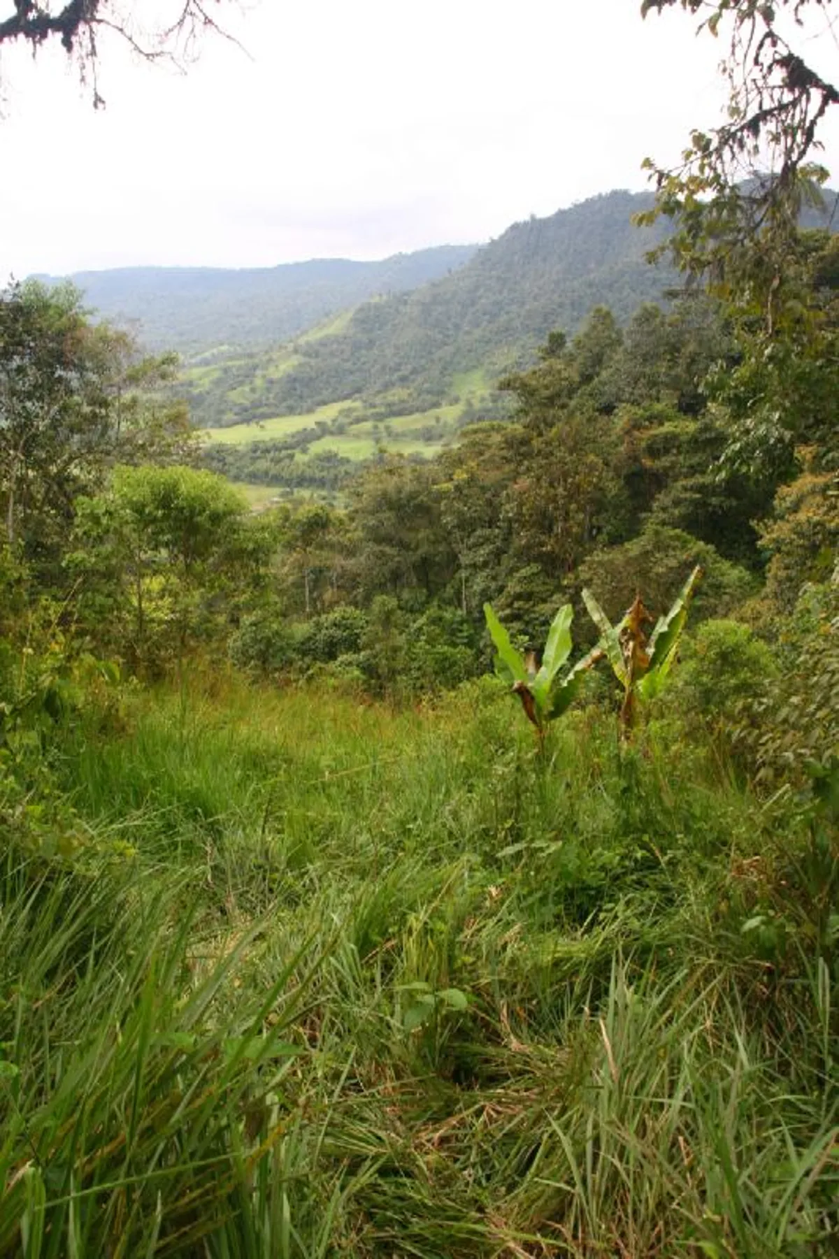 Mindo Cloud Forest Private Tour: Chocolate, Coffee, Birds, Nature