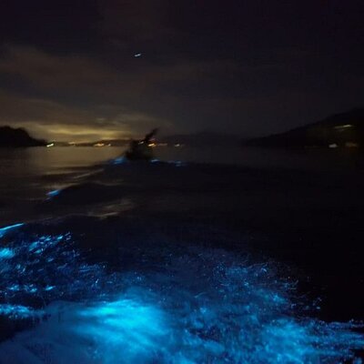 Eddy’s Bioluminescent Reserve