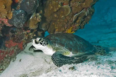Snorkelling and Glass Bottom Boat Tour at Green Island from Cairns