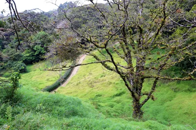 Monteverde Jungle Night Tour: Glass Frogs, Lateralis & Sloths in Santa Elena