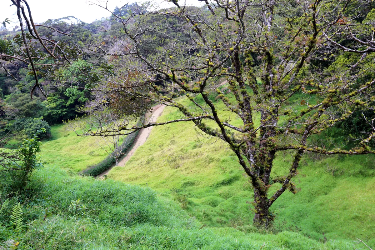 Monteverde Jungle Night Tour: Glass Frogs, Lateralis & Sloths in Santa Elena
