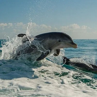 Flippers Fun Boat Clearwater