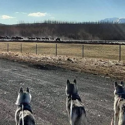 goHusky