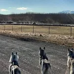 goHusky
