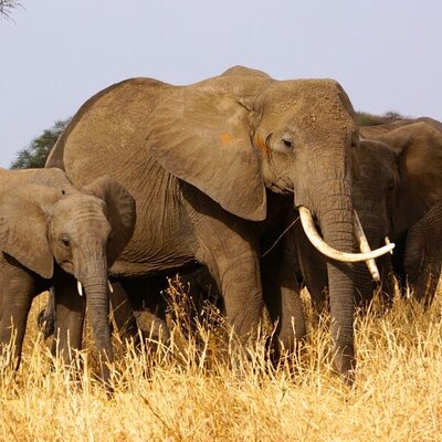 Hadzabe Safaris