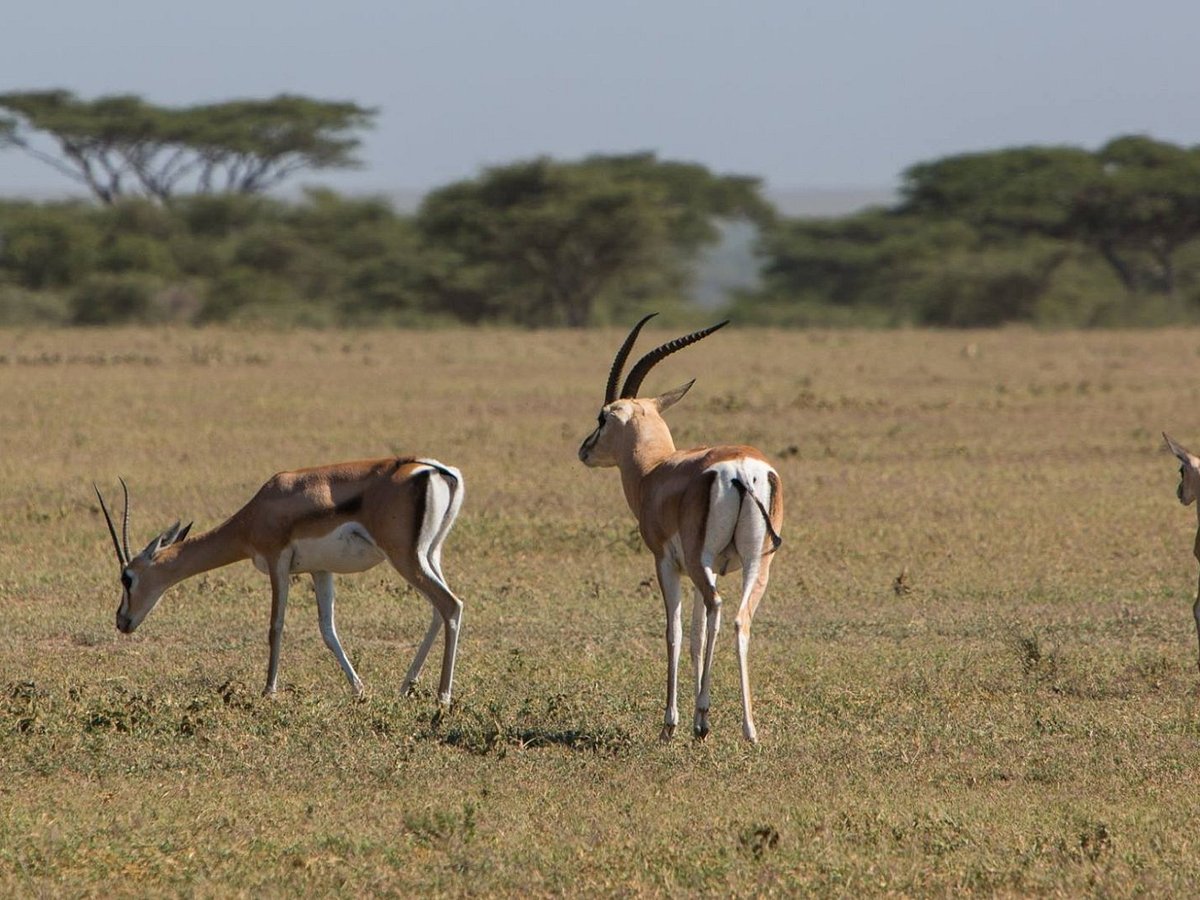 Haleluya Tours Safaris