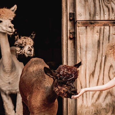 Hidden Brook Ranch Alpaca Tour