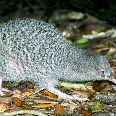 Kapiti Island Nature Tours