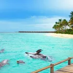 Lets Go Maldives is a licensed local Maldives tour operator and travel agency specializing in Maldives resorts and holidays.