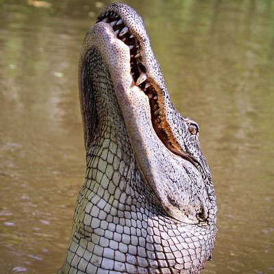 Louisiana Tour Company - SWAMP DOCK