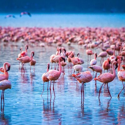 MOSHEL TOURS AND TRAVEL