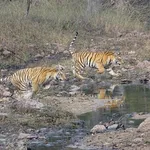 Nature Explorers India